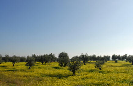 Alentejo olive grove